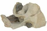 Crotalocephalus Trilobite With Three Reedops - Atchana, Morocco #210265-4